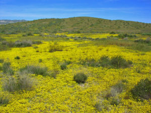 Carrizo Plain