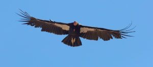 California Condor in Flight
