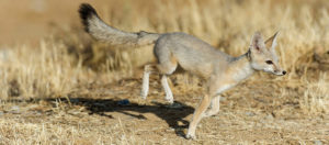 San Joaquin Kit Fox on the Move